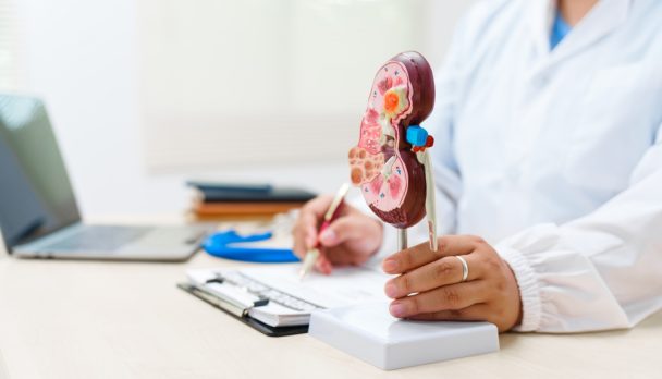 A,Doctor,Uses,An,Anatomical,Kidney,Model,To,Explain,Renal