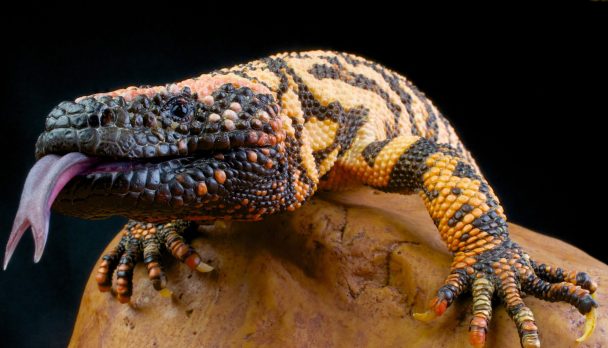 shutterstock_122625310-scaled