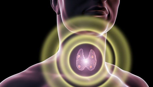 Thyroid,And,Parathyroid,Glands,In,Human,Body,,3d,Illustration
